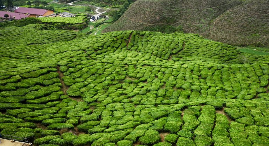 Mossy Forrest in de Cameron Highlands Mossy Forrest in de Cameron Highlands